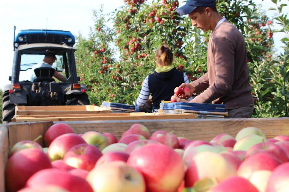 Krzysztof Cybulak o umowach kontraktacyjnych: Musimy ten rynek ucywilizować!