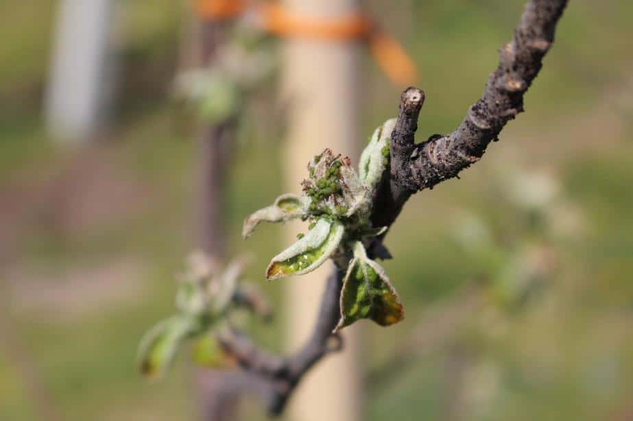 Komunikat Sadowniczy FA (SKS) 19.04.2019 Jabłoń/Grusza