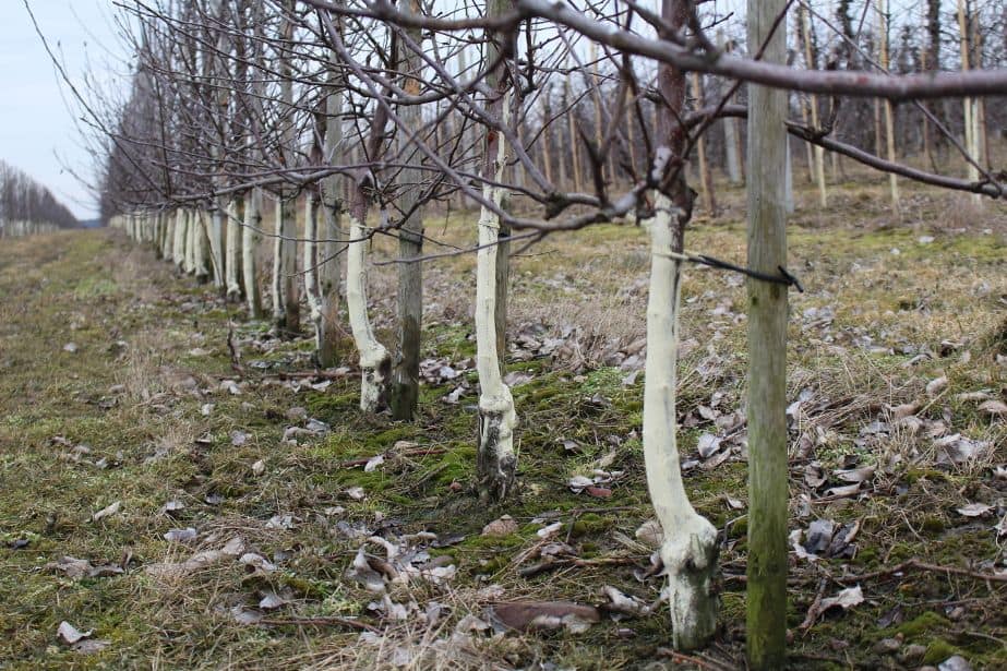 KOMUNIKAT SKS 1 2017-03-26 Jabłoń, grusza