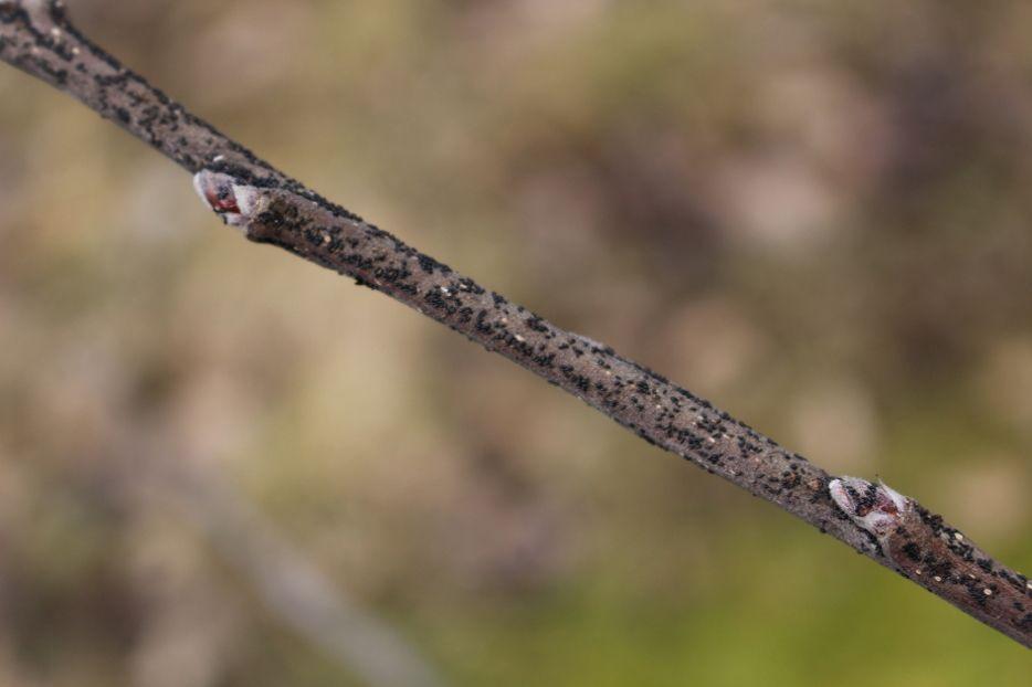 Wczesnowiosenna lustracja sadu – komunikat SynthosAgro