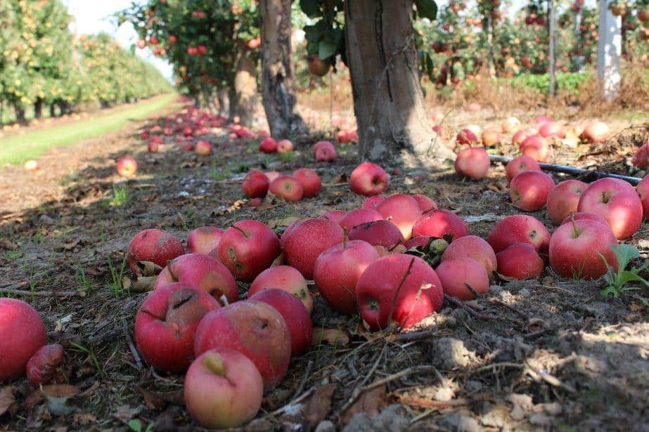 Portugalia: Grad uszkodził 25 000 ton jabłek
