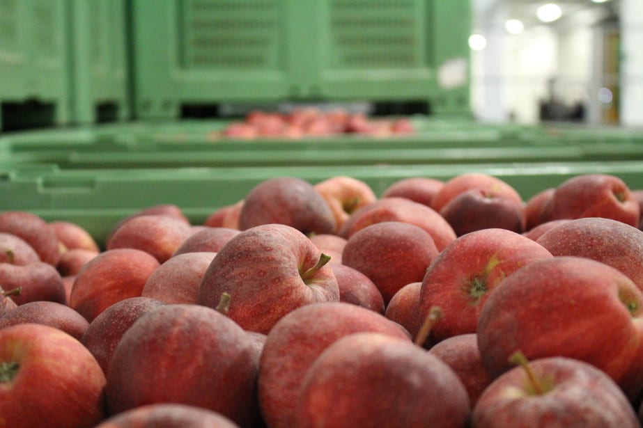 Część pośredników rezygnuje z handlu Galą