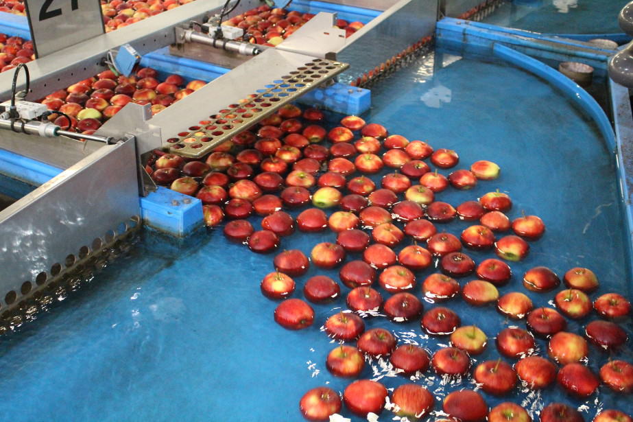 Aktualne ceny jabłek deserowych – problemy z zakupem