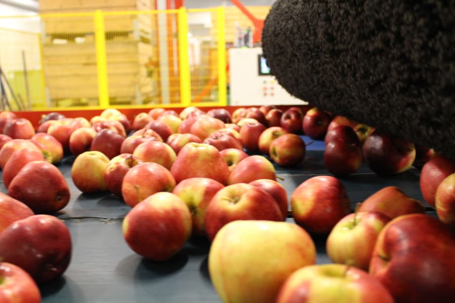 Kolejne odmiany przekraczają cenę 2,00 zł/kg