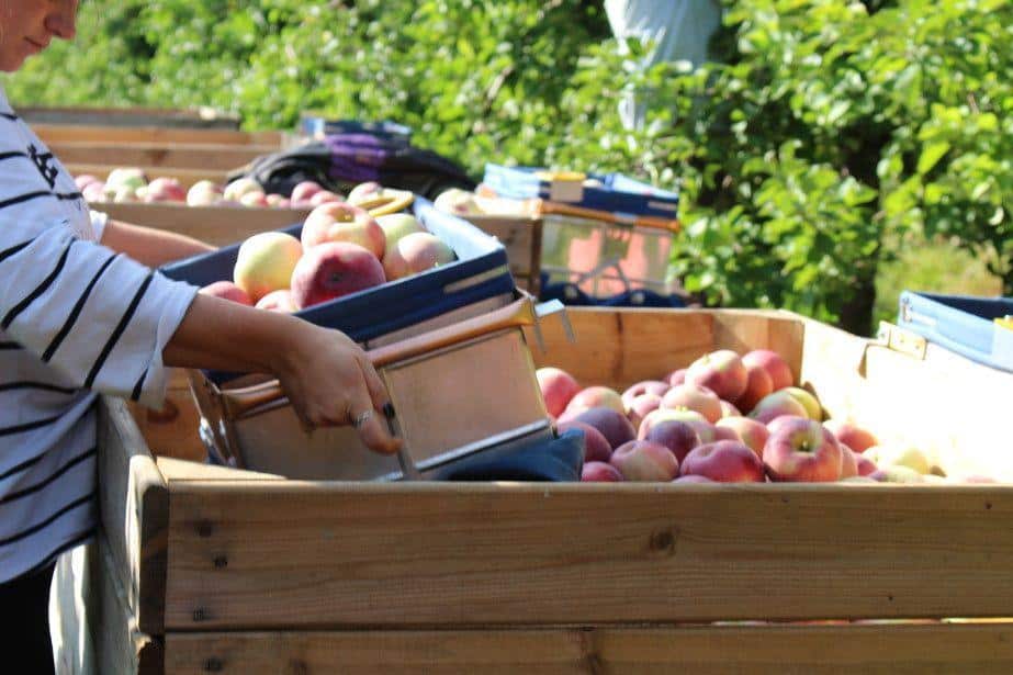 Jabłko deserowe –  40 groszy za kilogram