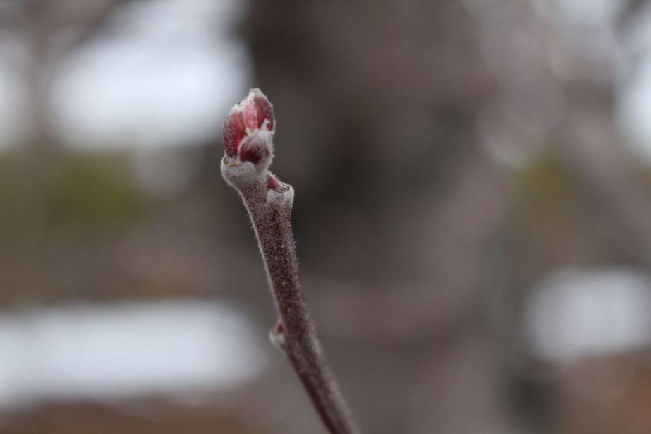 Pierwsze oznaki pękania pąków!