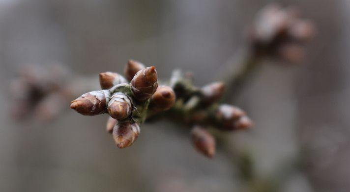 KOMUNIKAT SKS 1 2017-03-26, Wiśnie, czereśnie