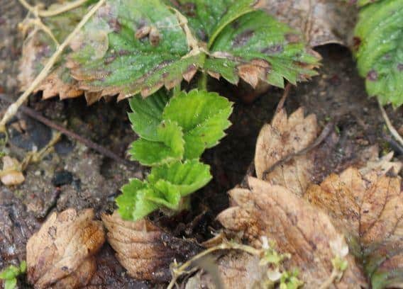 KOMUNIKAT SKS 1 2017-03-26, Truskawka, malina