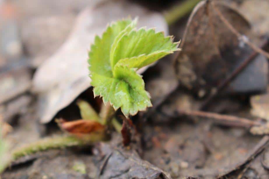 KOMUNIKAT SKS 2 2018-04-06, porzeczka, agrest, truskawka