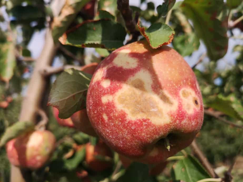 Rośnie ryzyko oparzeń słonecznych