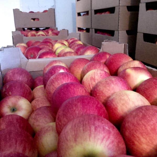 Wycofanie nadal tylko dla organizacji producentów