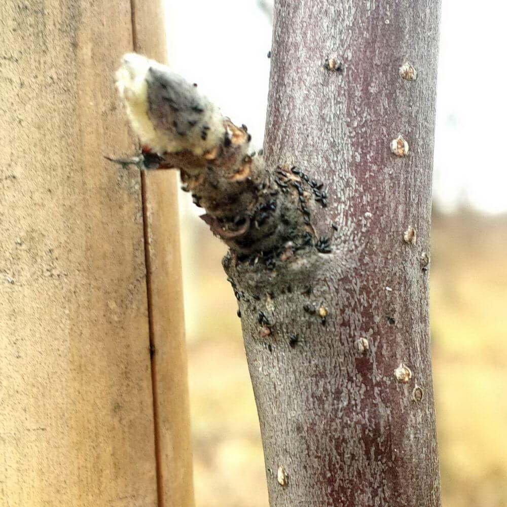 Mszyce – lustracje