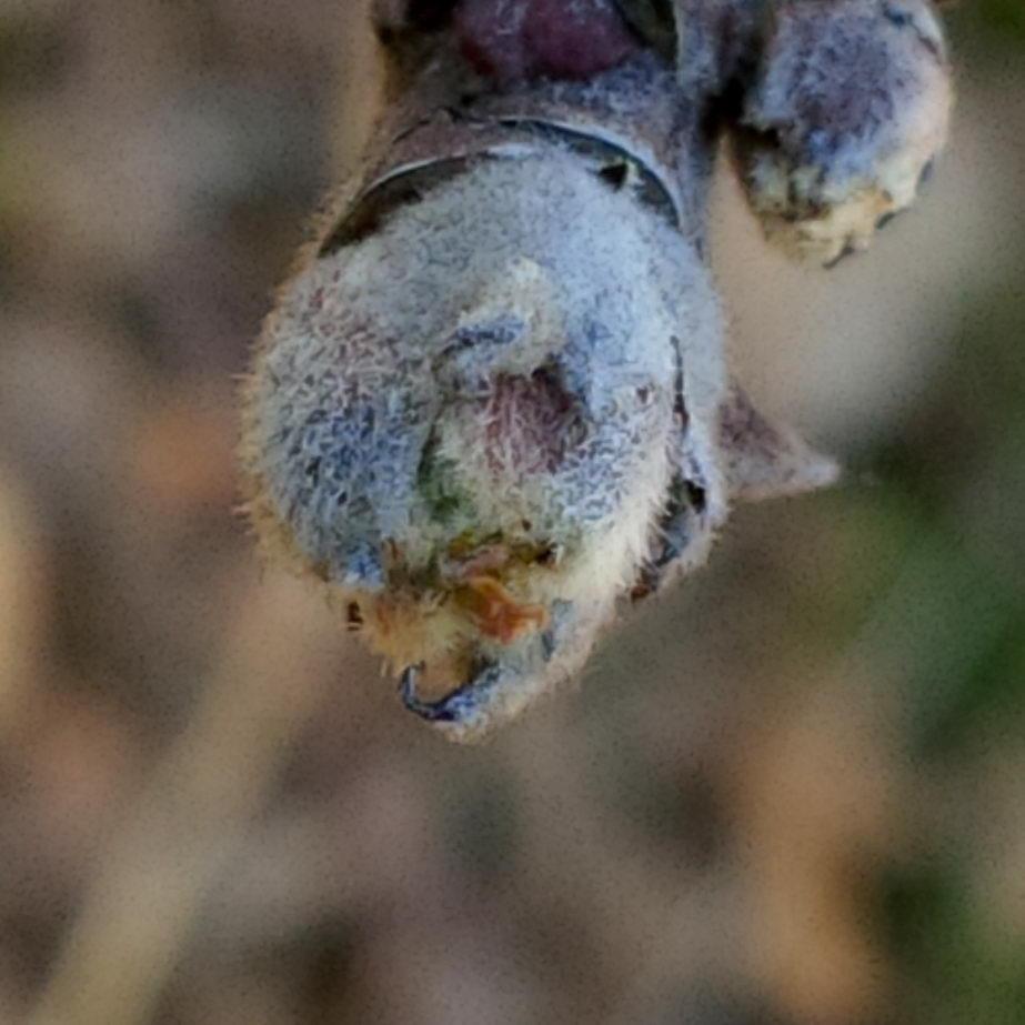 KOMUNIKAT SKS 1 2017-03-29