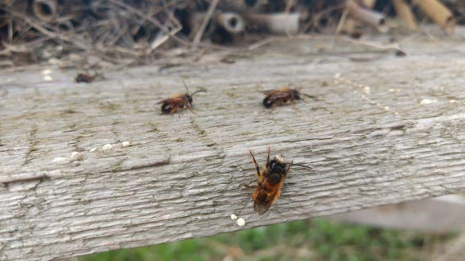 IMG 20170409 144130181 compressor