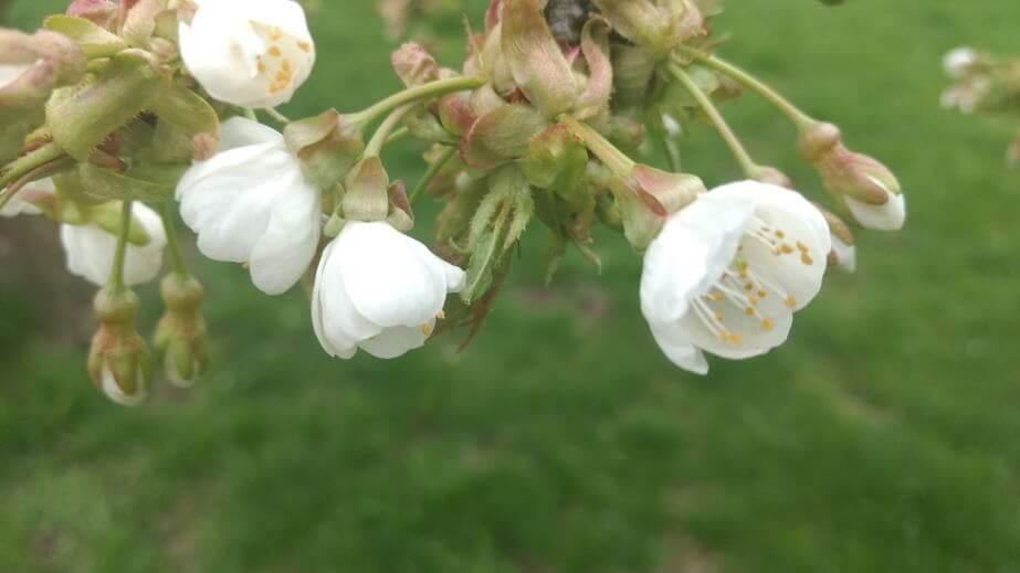 KOMUNIKAT SKS 6 2017-04-28