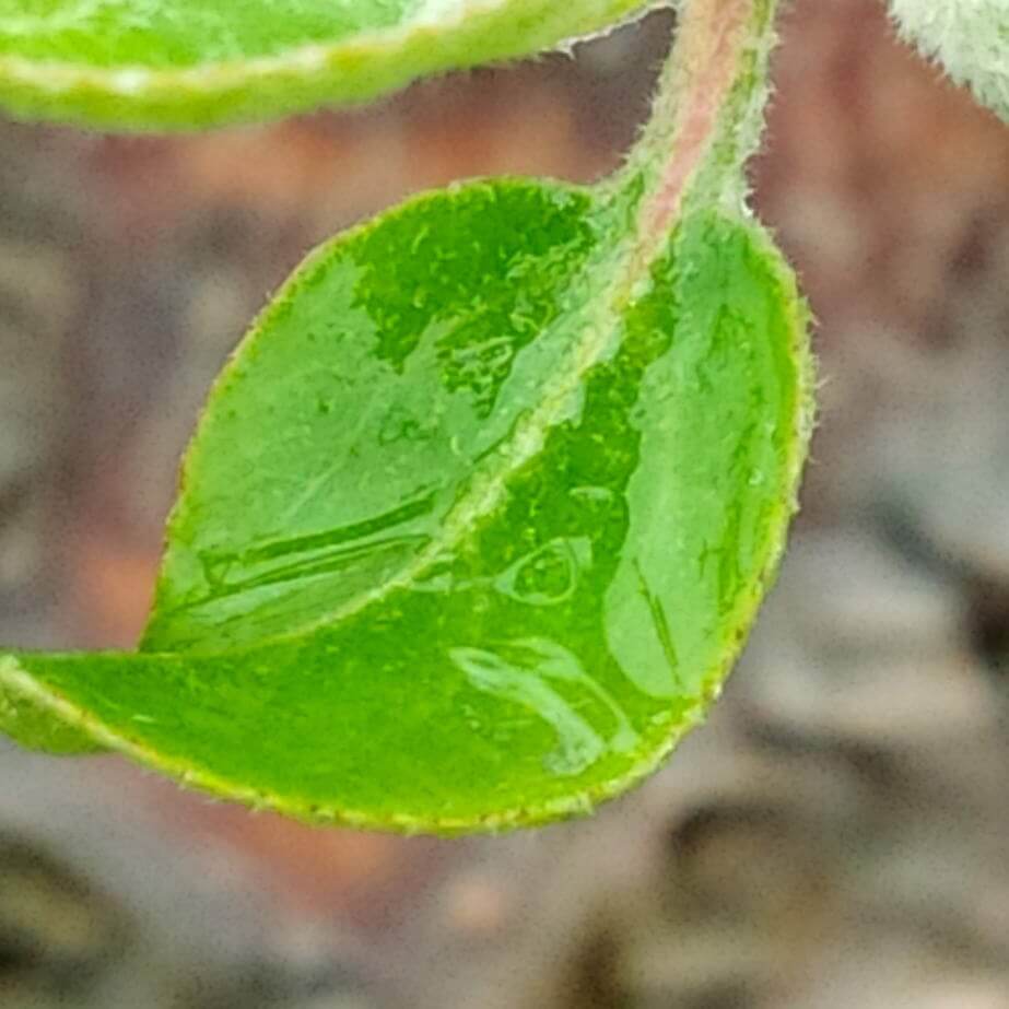 Komunikat D. Poszywała, INFEKCJE PARCHA, 16.05.18