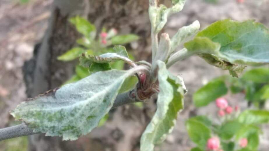 Komunikat Dominik Poszywała