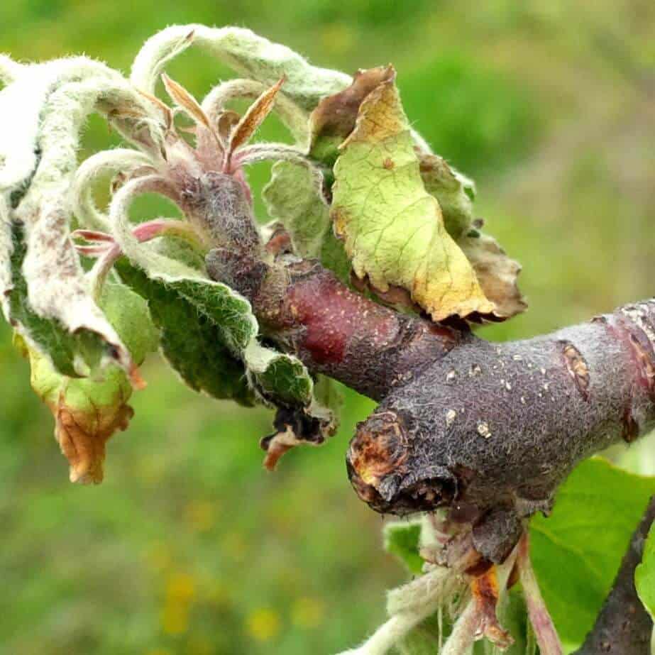 Ekspansja raka przybiera na sile