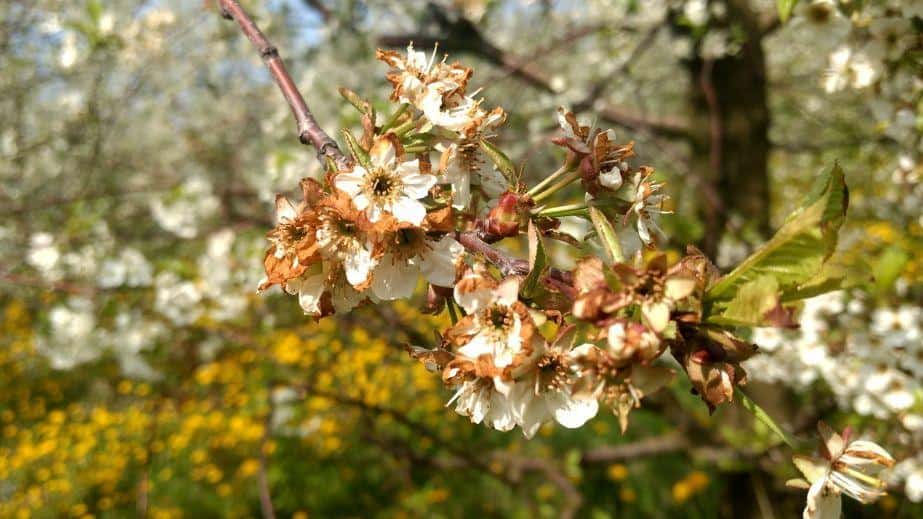 Bułgaria bez owoców przez przymrozki?