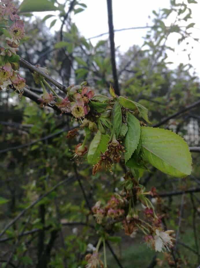 Komunikat dla wiśni 16.05 – mgr inż. P. Zieliński