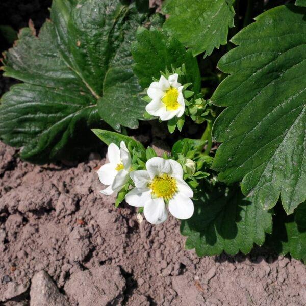 Komunikat dla truskawek 22.05 – mgr inż. P. Zieliński