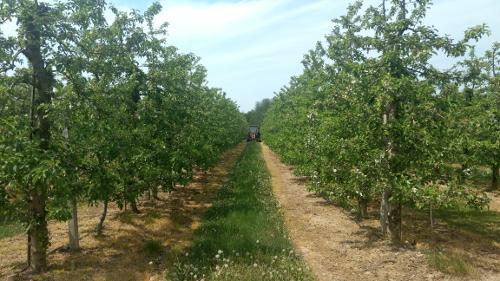 Przypominamy w czerwcu o dokarmianiu drzew. Ważny magnez 