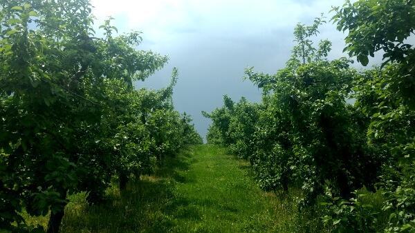 Zabieg zapobiegawczy przed deszczem - D.Poszywała