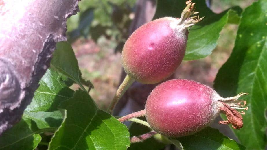 KOMUNIKAT SKS 12 2018-05-18, Ochrona przed parchem!