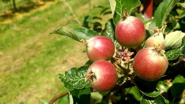 Komunikat Arysta JABŁONIE, 07.06.2017