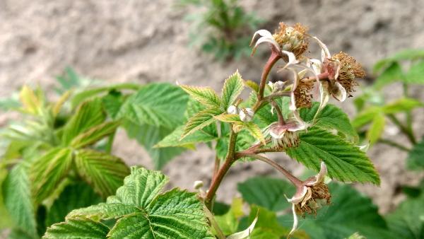Komunikat Arysta TRUSKAWKI I MALINY, 07.06.2017