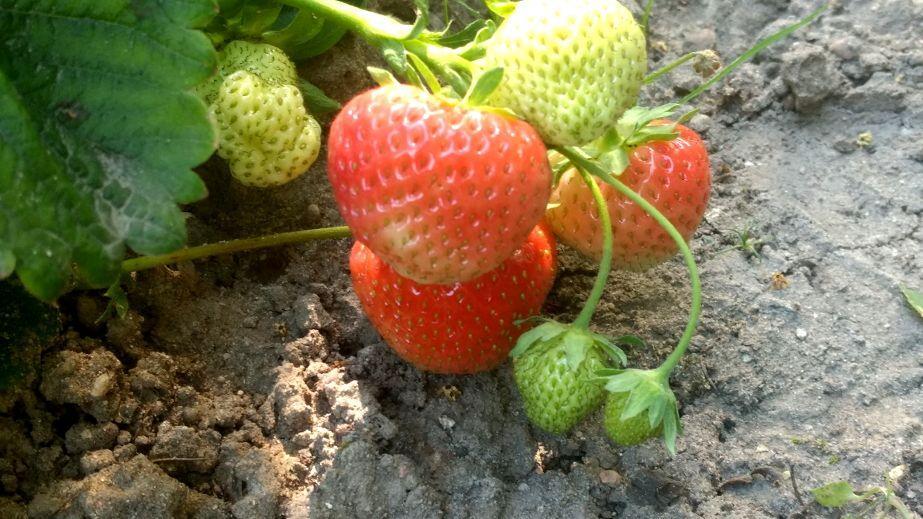 Przędziorek chmielowiec - najgroźniejszy szkodnik na plantacjach truskawek