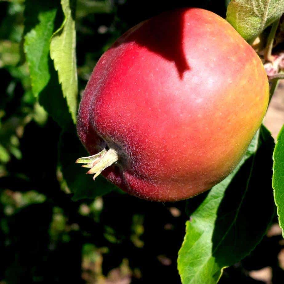 Zbiory jabłek mogą przekroczyć 3 mln ton – szacunek Profesora Makosza