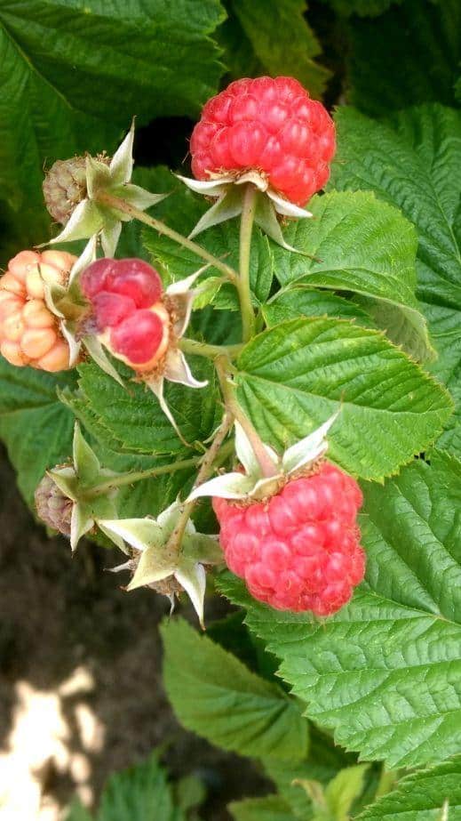 Producenci malin z lubelskiego są w trudnej sytuacji 