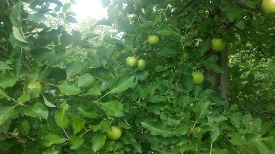 Cięcie letnie – na odmianach wczesnych już w tym tygodniu