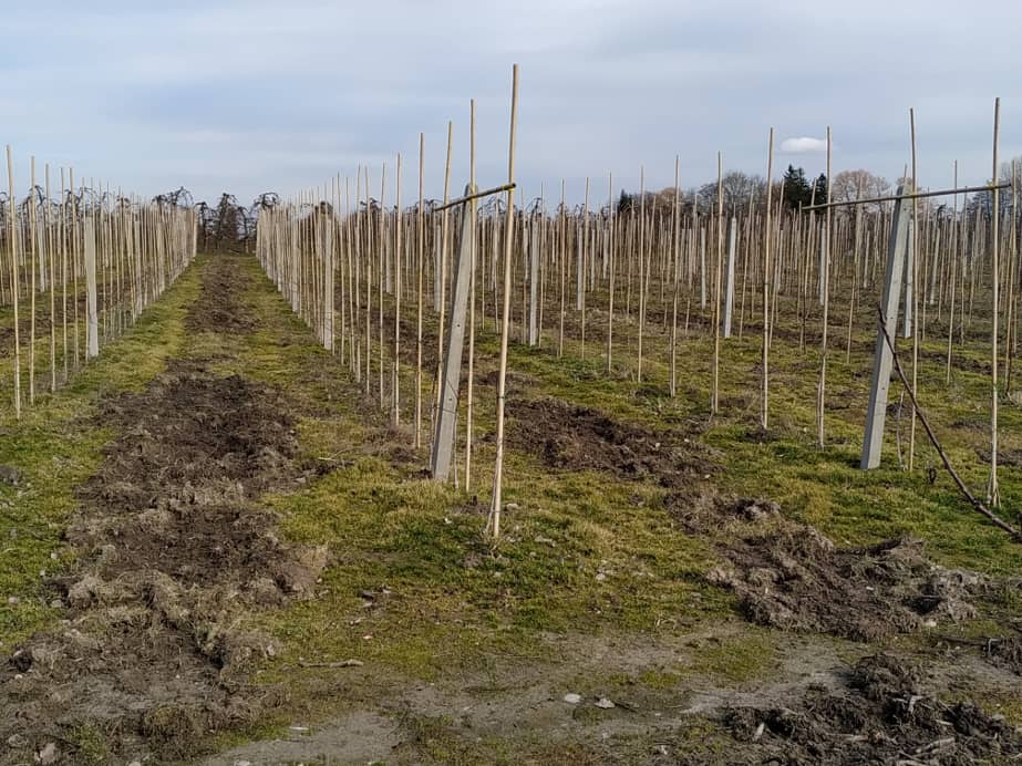 Dziki doszczętnie zniszczyły murawę 