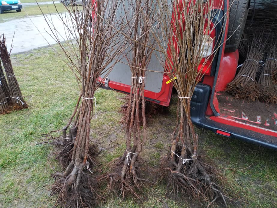 Drzewka z własnej szkółki – czy warto?