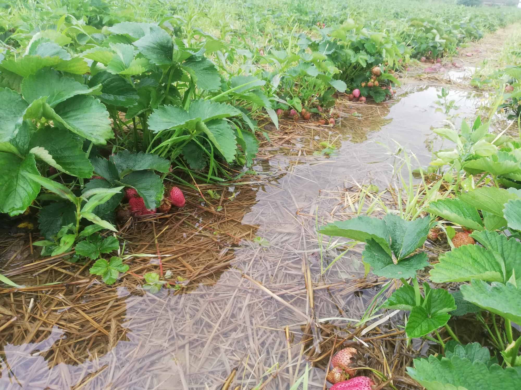 Podtopione plantacje, a końca deszczów nie widać