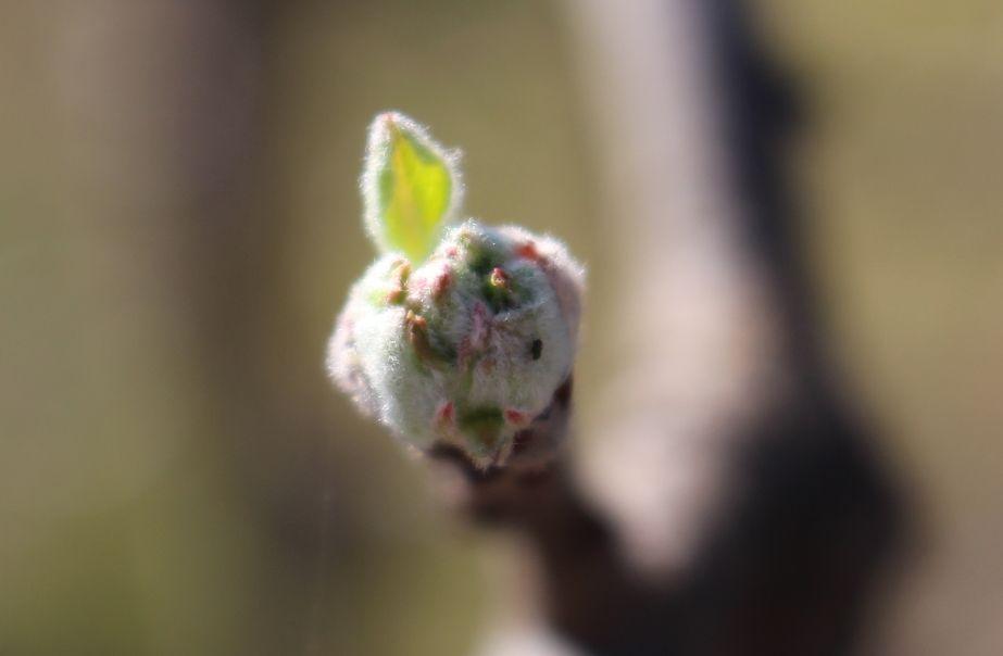 Komunikat dla jabłoni 9.04, Dominik Poszywała