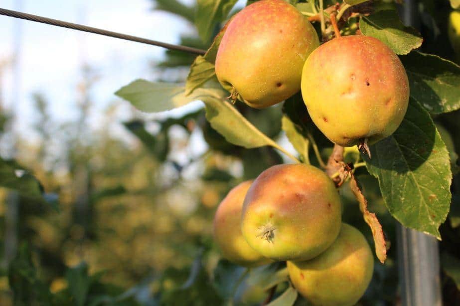 Sad po czerwcowym gradzie