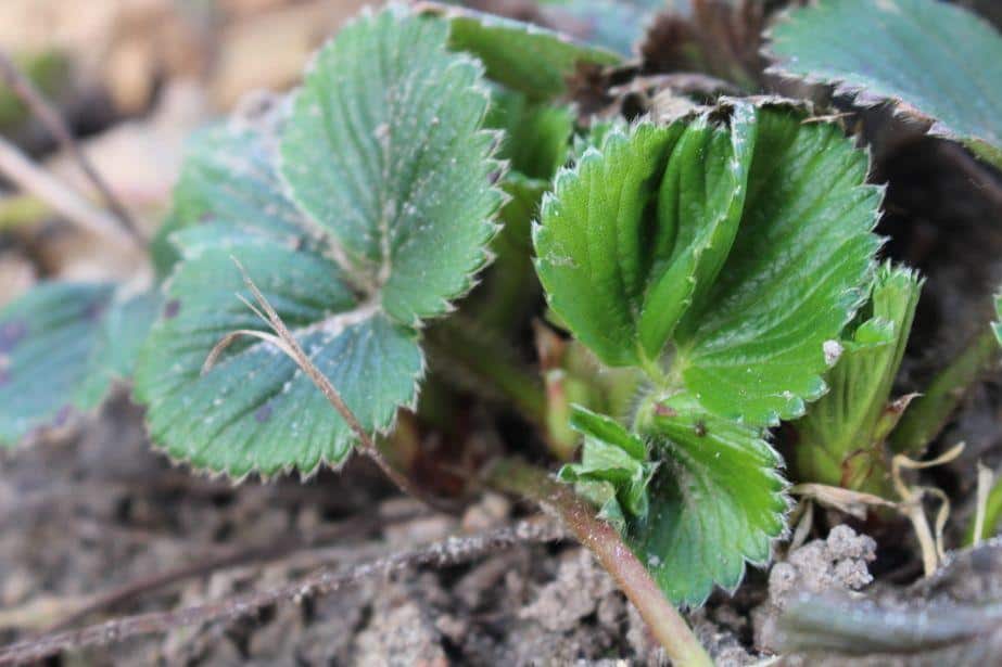 Komunikat GEP dla truskawek 11.04, Regeneracja po zimie