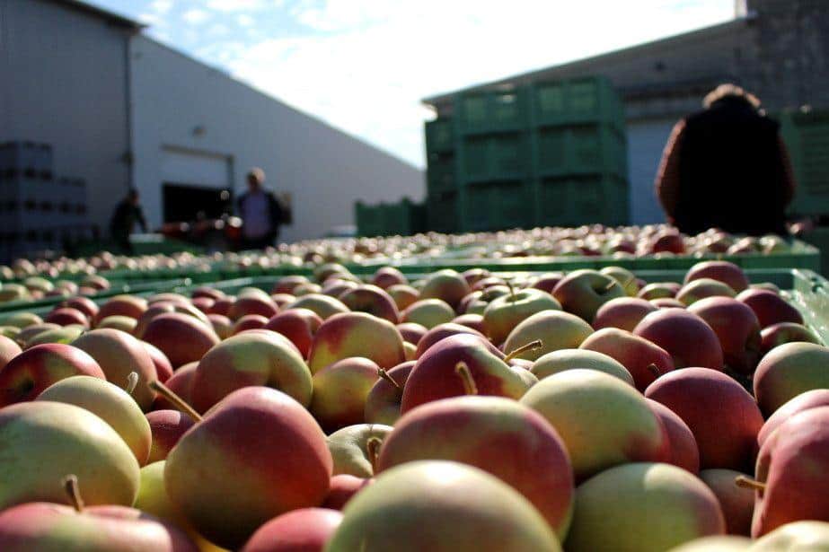 Sadownicy powinni zacząć liczyć jabłka