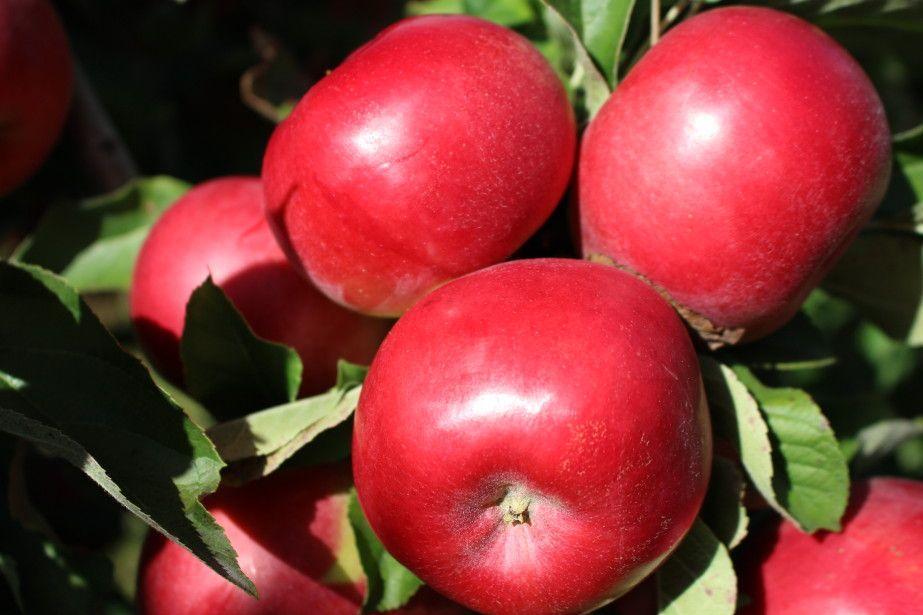 Idared – 0,30 zł/kg. Taniej chyba być nie może?