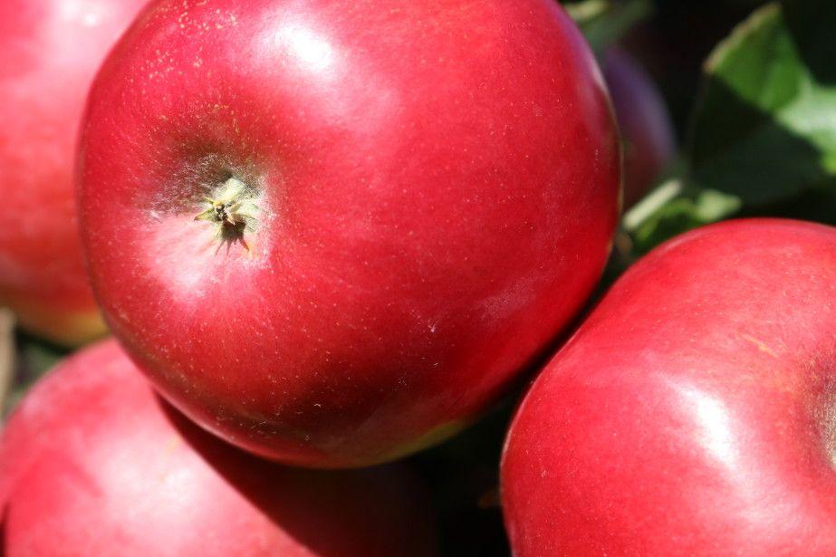 „Kupię Idareda na długie przechowalnictwo”