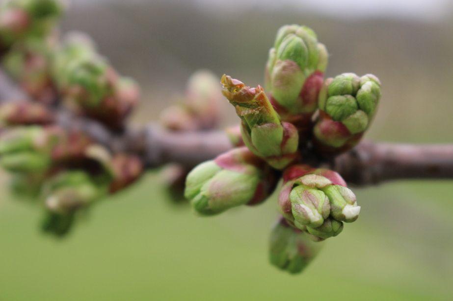 KOMUNIKAT SKS 4 2018-04-18, Czereśnia i Wiśnia