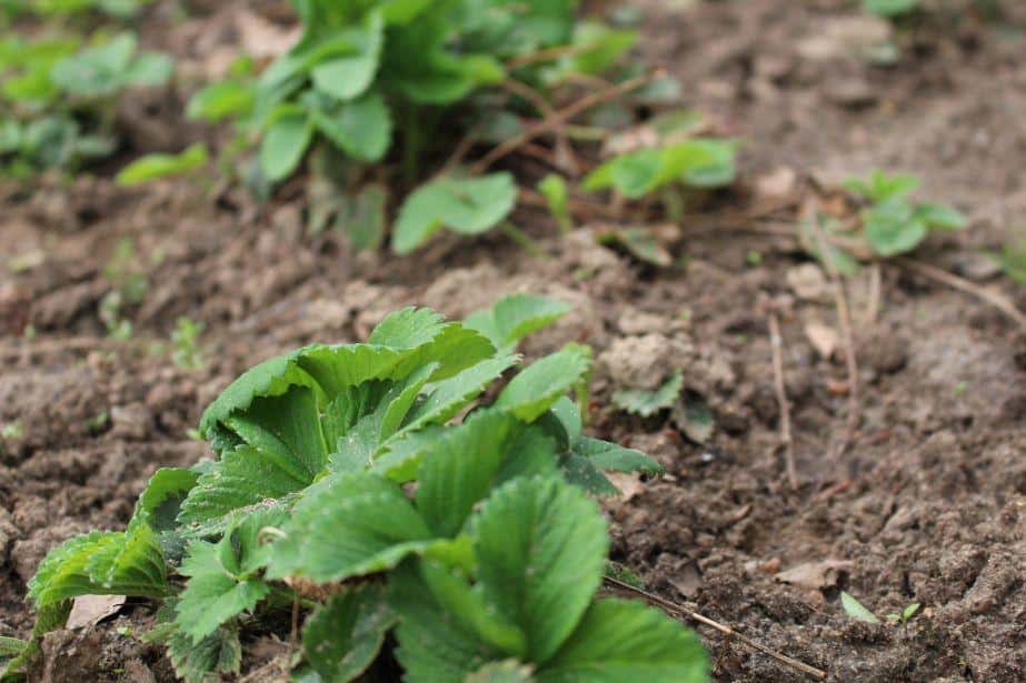 KOMUNIKAT SKS 1, Truskawka/malina