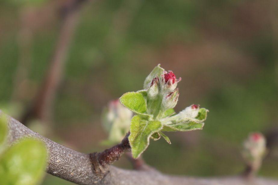 Komunikat dla jabłoni 18.04, Dominik Poszywała