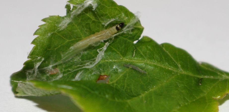 KOMUNIKAT SKS 5 2018-04-23, Jabłoń i grusza