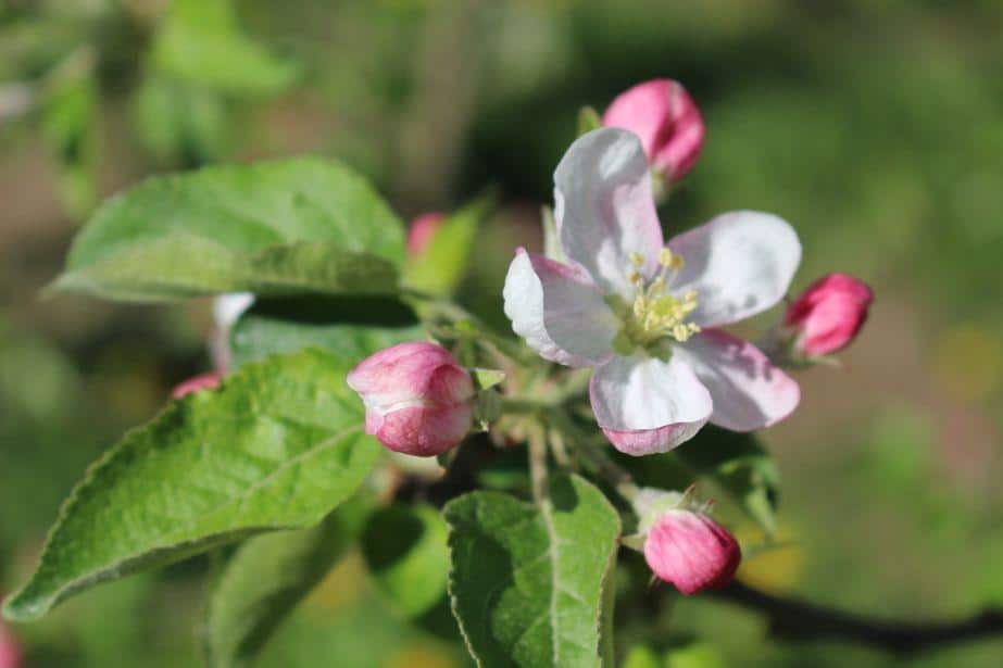 Komunikat dla jabłoni 23.04, Dominik Poszywała