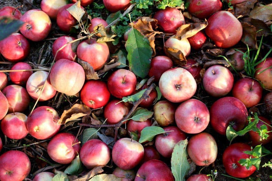 Interwencyjny skup jabłek: Termin dostarczania jabłek oraz wysokość zaliczki!