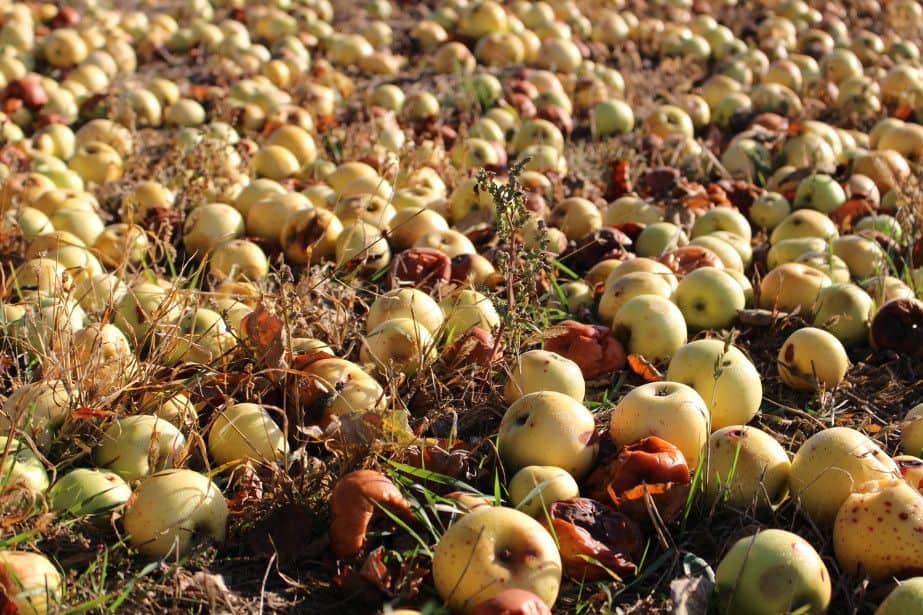 Przetwórnie rezygnują z przerobu jabłek pod presją niemieckich koncernów przetwórczych